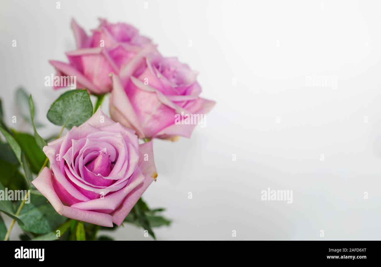 Beautiful pink rose and leaves isolated on white background Stock Photo ...
