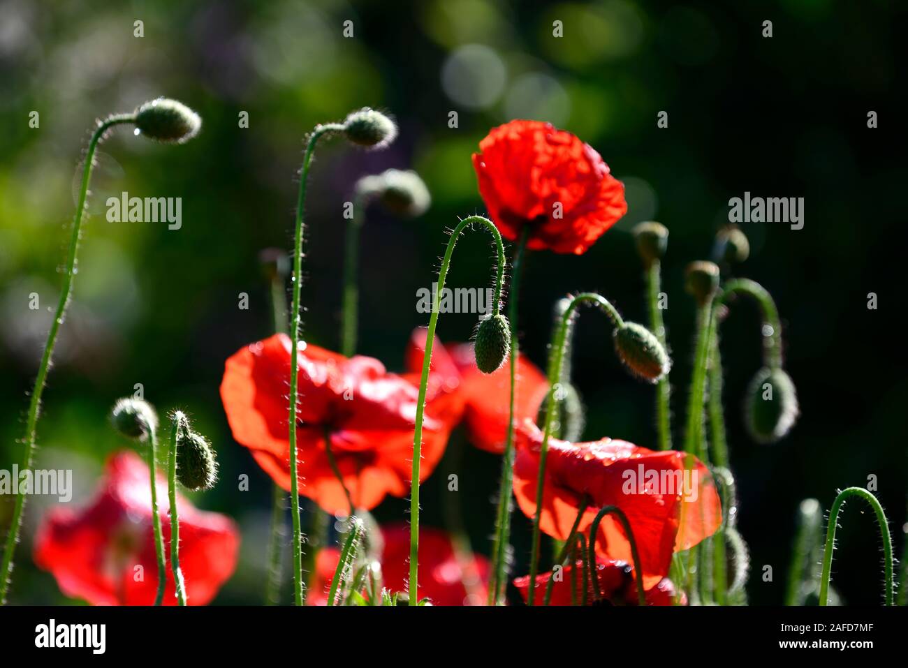 papaver rhoeas ,common poppy,poppies,poppys,backlit,backlighting,illuminate,illuminated,red flowers,flower,flowering,RM Floral Stock Photo