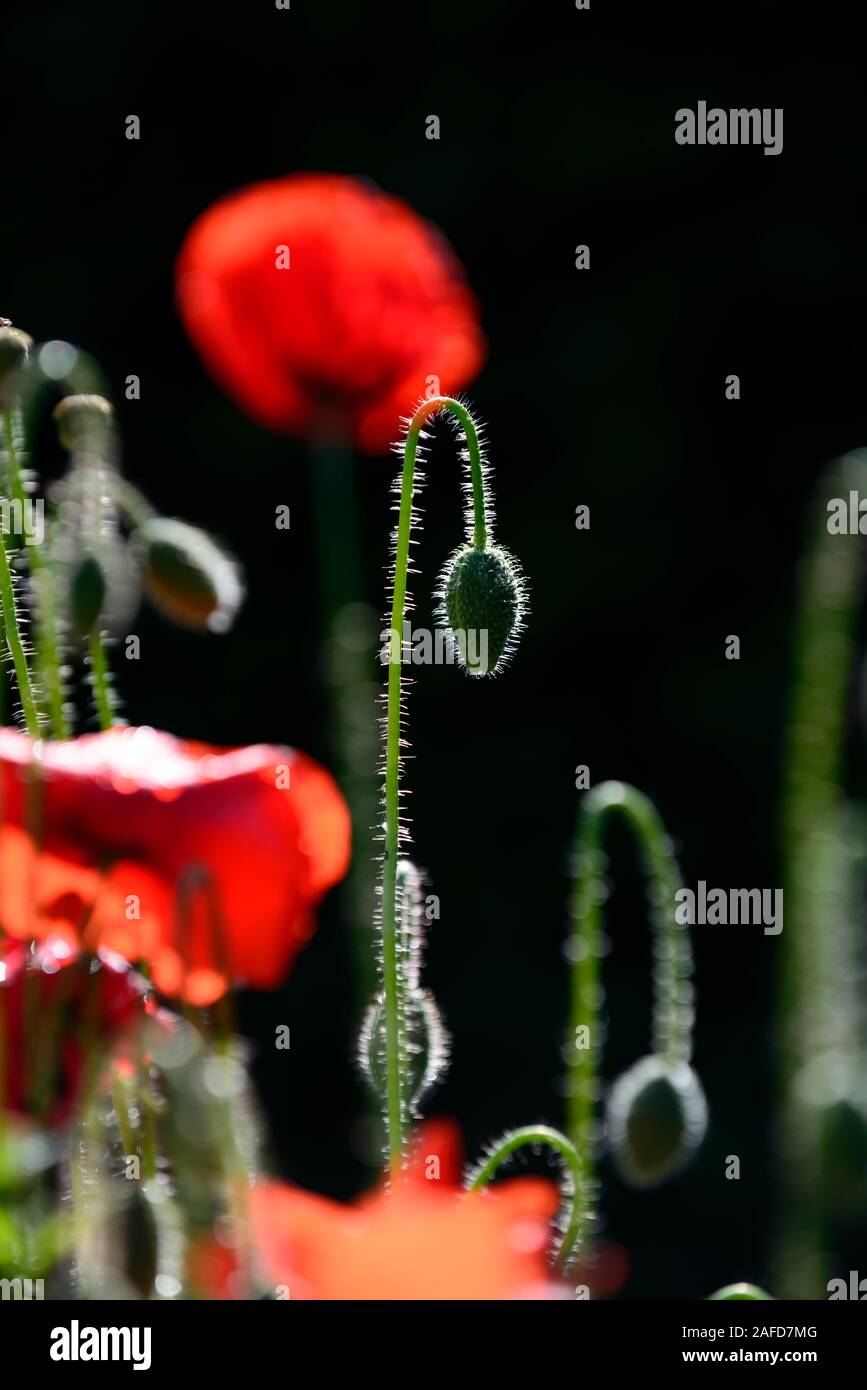 papaver rhoeas ,common poppy,poppies,poppys,backlit,backlighting,illuminate,illuminated,red flowers,flower,flowering,RM Floral Stock Photo