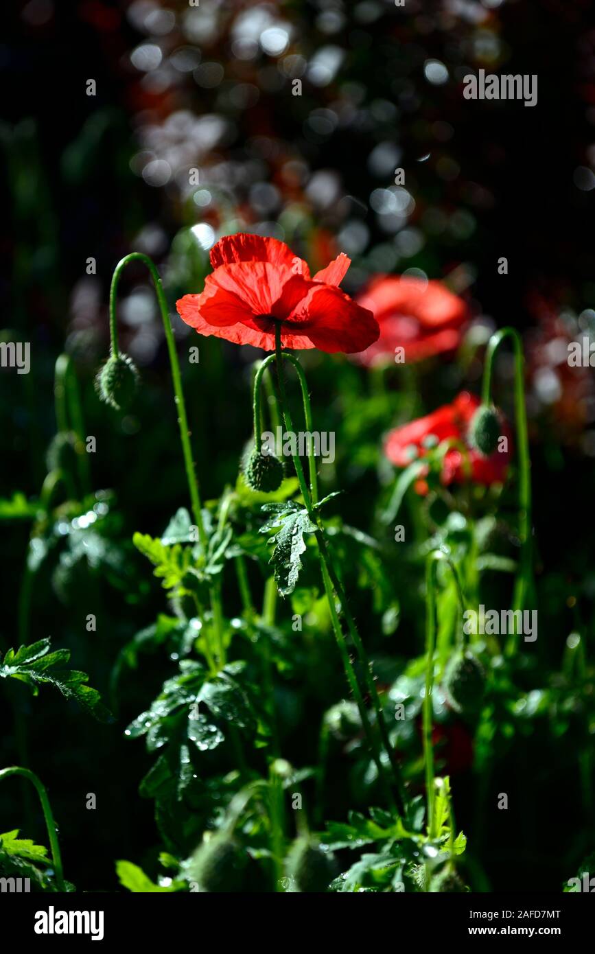 papaver rhoeas ,common poppy,poppies,poppys,backlit,backlighting,illuminate,illuminated,red flowers,flower,flowering,RM Floral Stock Photo
