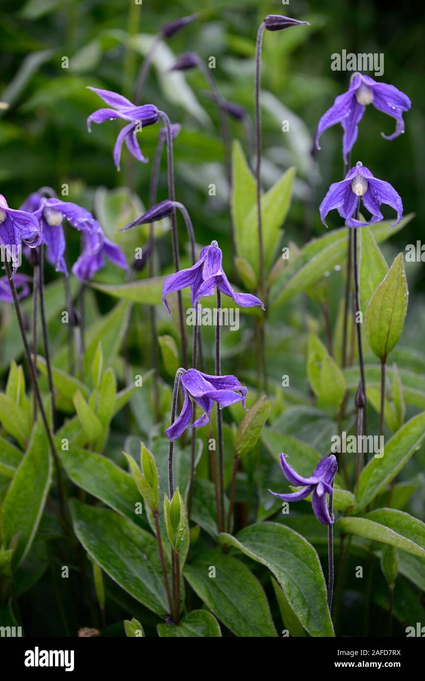 clematis integrifolia,non twining,non climbing,climbing,scrambling,blue flower,flowers,flowering,perennial,RM Floral Stock Photo