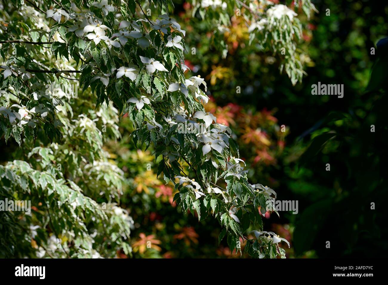 cornus kousa China Girl,white,bract,bracts,flowers,flower,flowering,spring,dogwood,dogwoods,ornamental,tree, RM Floral Stock Photo