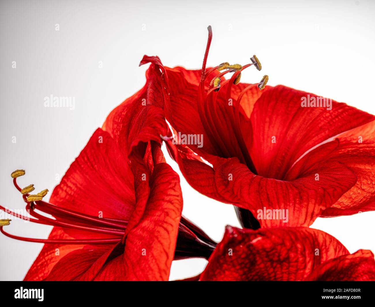 Studio Close Up of Red Amaryllis Flower Stock Photo