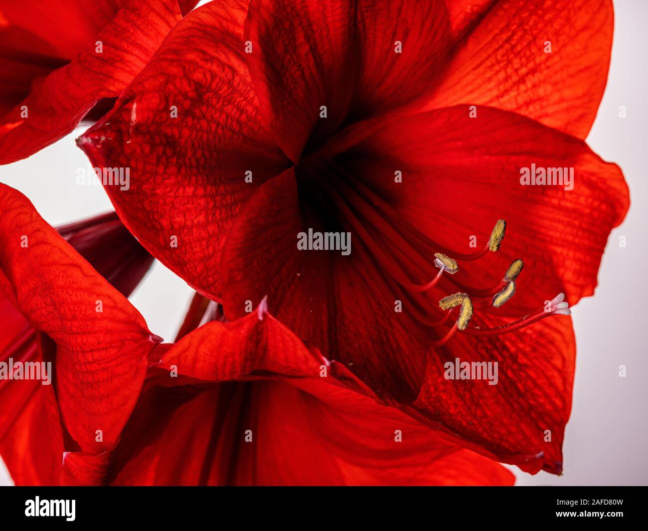 Studio Close Up of Red Amaryllis Flower Stock Photo