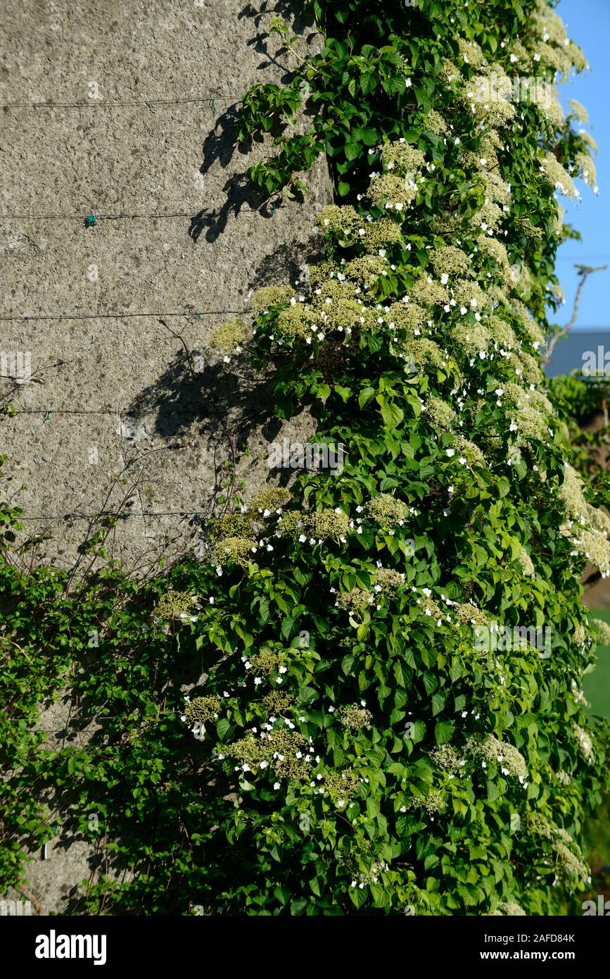 Les Pins Noirs Hydrangea Anomala Petiolaris