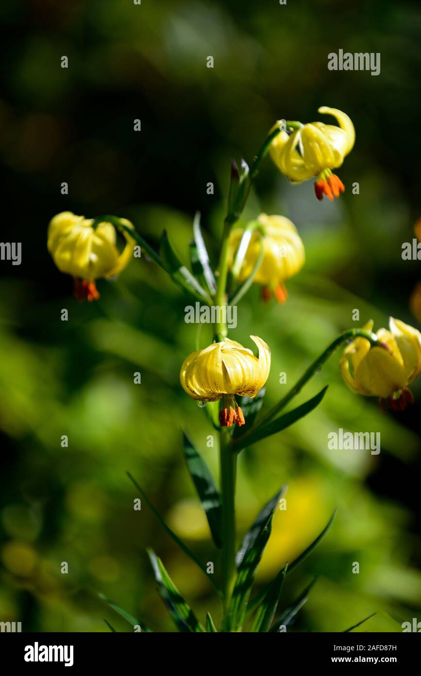 Lilium pyrenaicum, Pyrenean Lily, Yellow Turk's Cap Lily, Pyrenees, montane regions, flowers, flowering, flower, yellow, lily, lillies, RM Floral Stock Photo