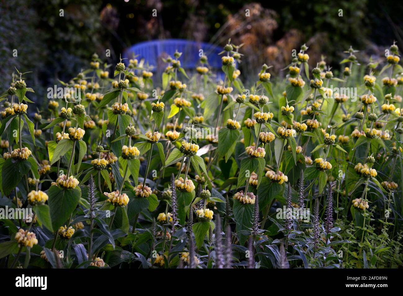 jerusalem sage,phlomis fruticosa,yellow flowers,flower,flowering