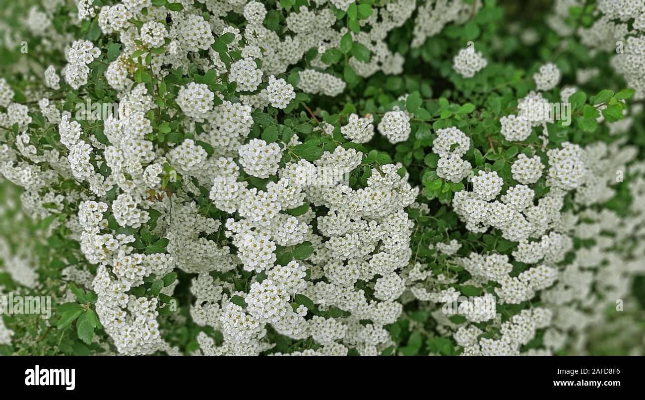 Spiraea nipponica snowmound flower in beautiful white color. Garden decoration concept Stock Photo