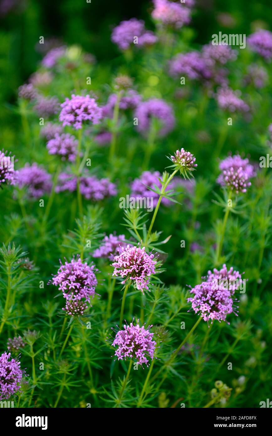 verbena,vervain,purple flowers,flower,flowering,garden,RM Floral Stock Photo