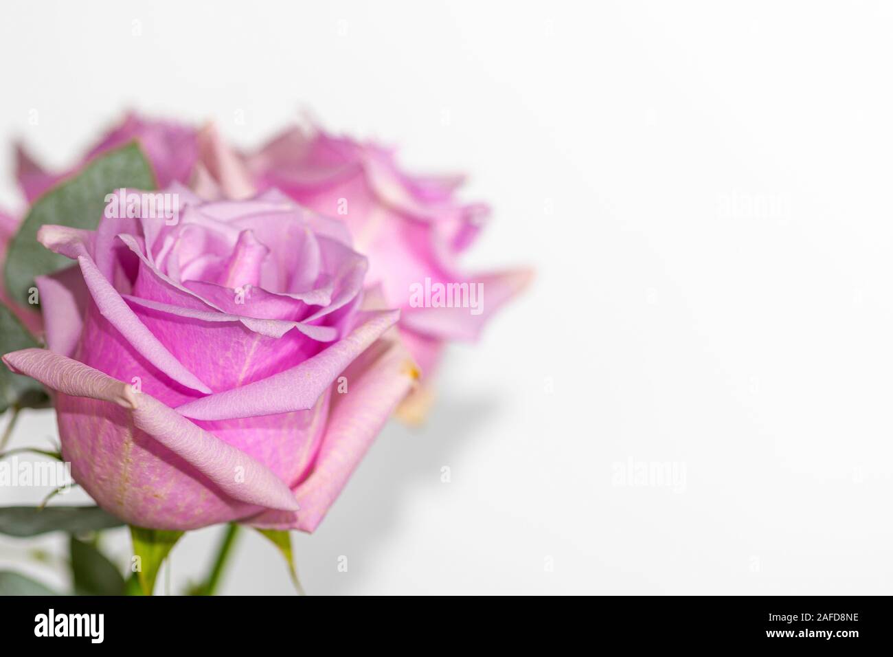Beautiful pink rose and leaves isolated on white background Stock Photo ...