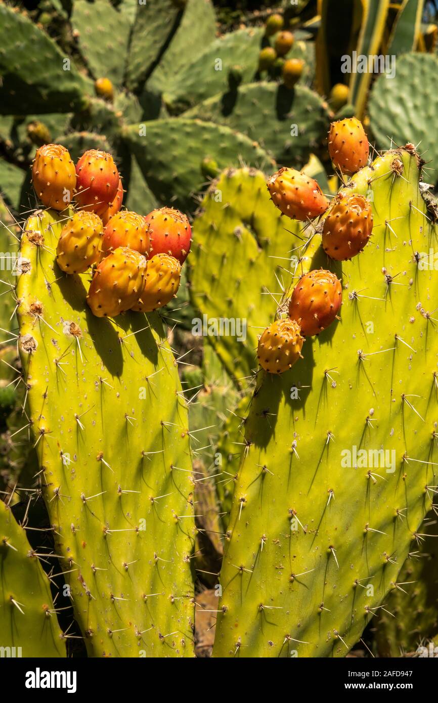 Ethiopia, Tigray, Adigrat, Beles, prickly pear cactus fruit, Opuntia ficus-indica ripe ready to harvest Stock Photo