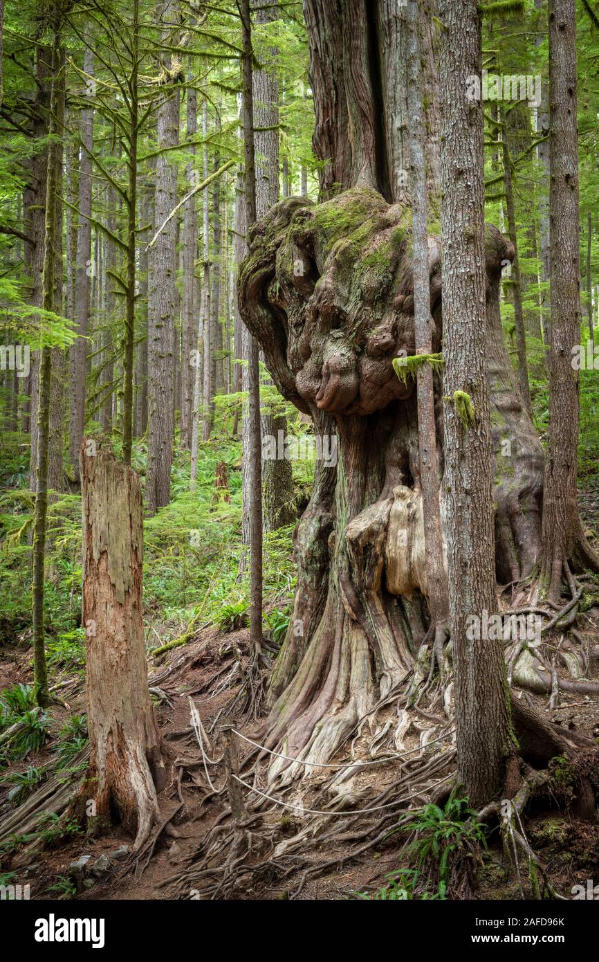 Gnarliest Tree High Resolution Stock Photography and Images - Alamy