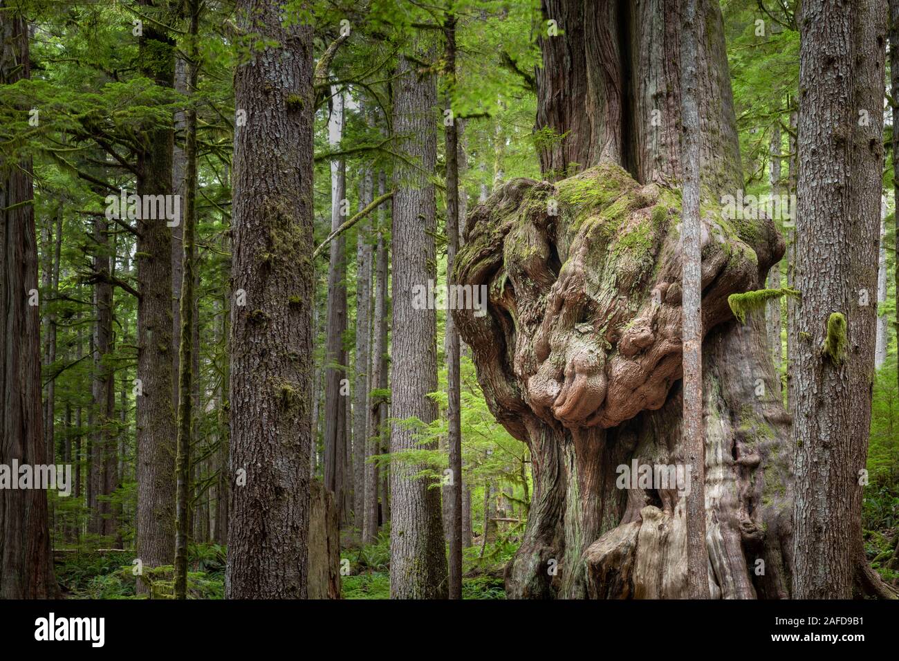 Gnarliest tree hi-res stock photography and images - Alamy