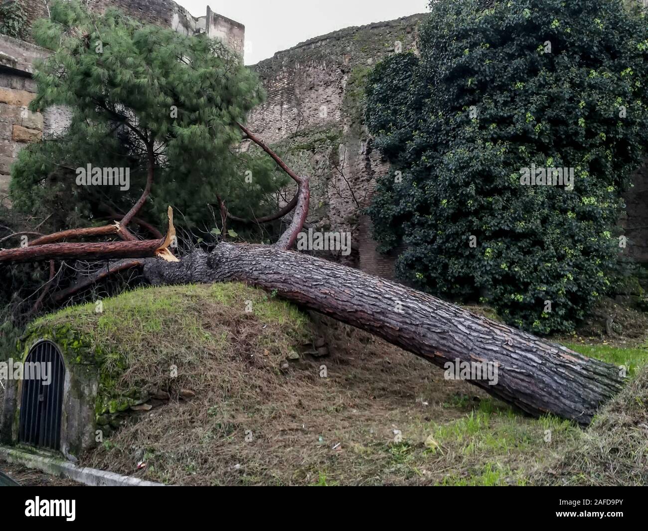 Rome, Italy. 14th Dec, 2019. Fallen trees in Rome and on the coast wind gusts up to 100 km/h. From the early afternoon of 13 December in Rome there were over 360 interventions by firefighters and local police. After the alert launched by the Civil Proteation, the mayor of Rome had decided to close the schools (including parks and cemeteries) (Photo by Patrizia Cortellessa/Pacific Press) Credit: Pacific Press Agency/Alamy Live News Stock Photo