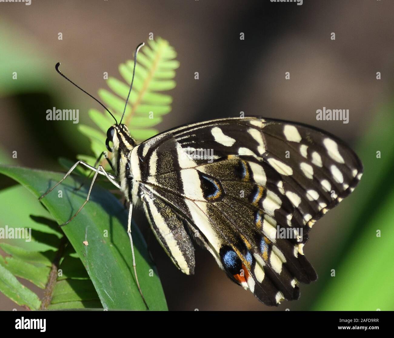 A Citrus Swallowtail butterfly (Papilio demodocus) rests on foliage.  Arusha National Park. Arusha, Tanzania. Stock Photo