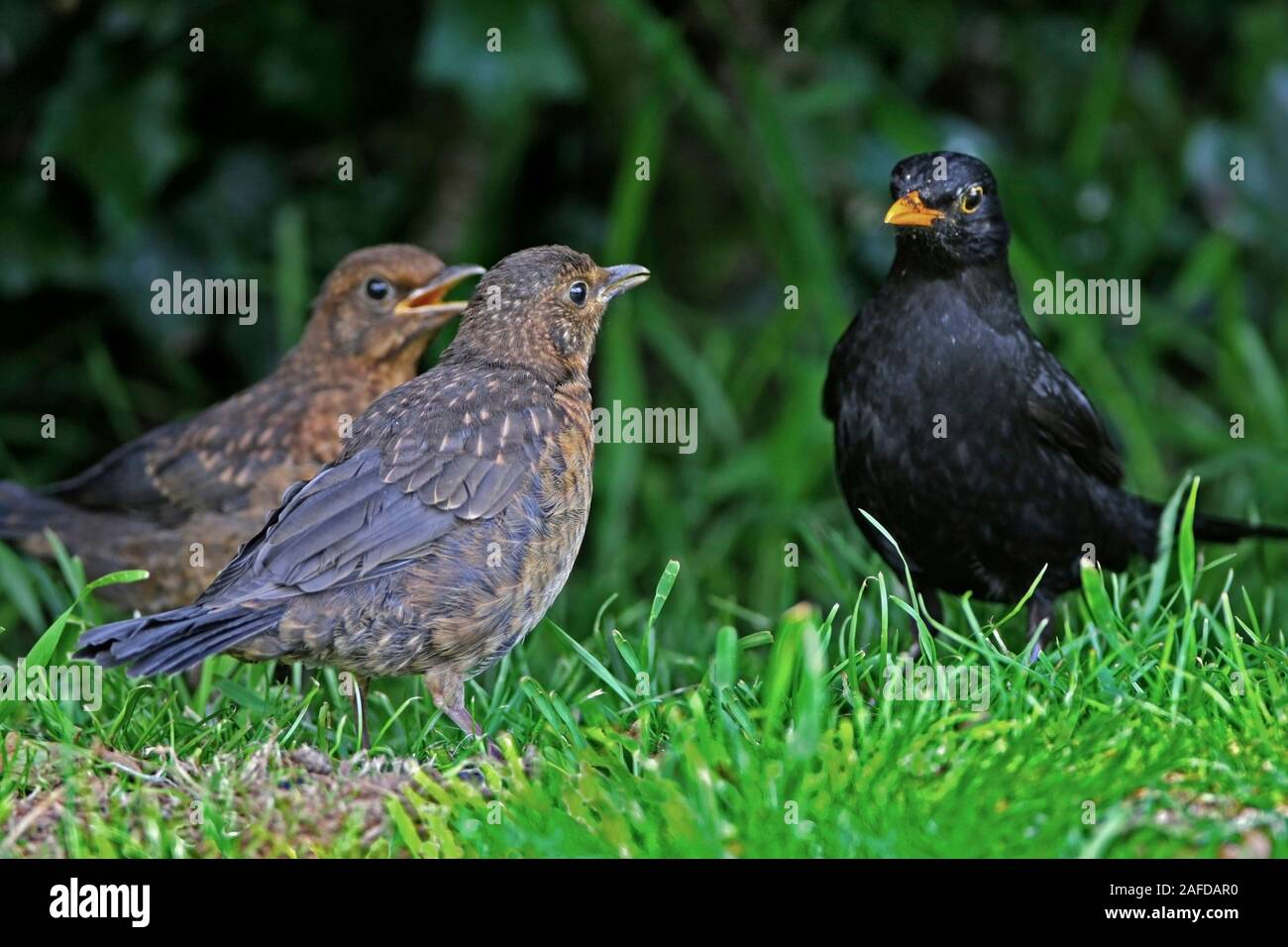 BLACKBIRD, UK. Stock Photo