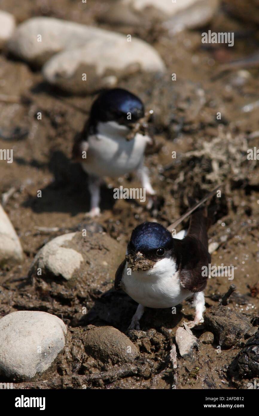 HOUSE MARTIN, UK Stock Photo - Alamy