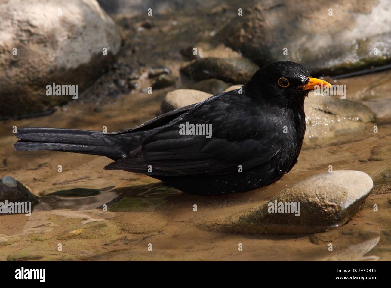 BLACKBIRD bathing, uk. Stock Photo