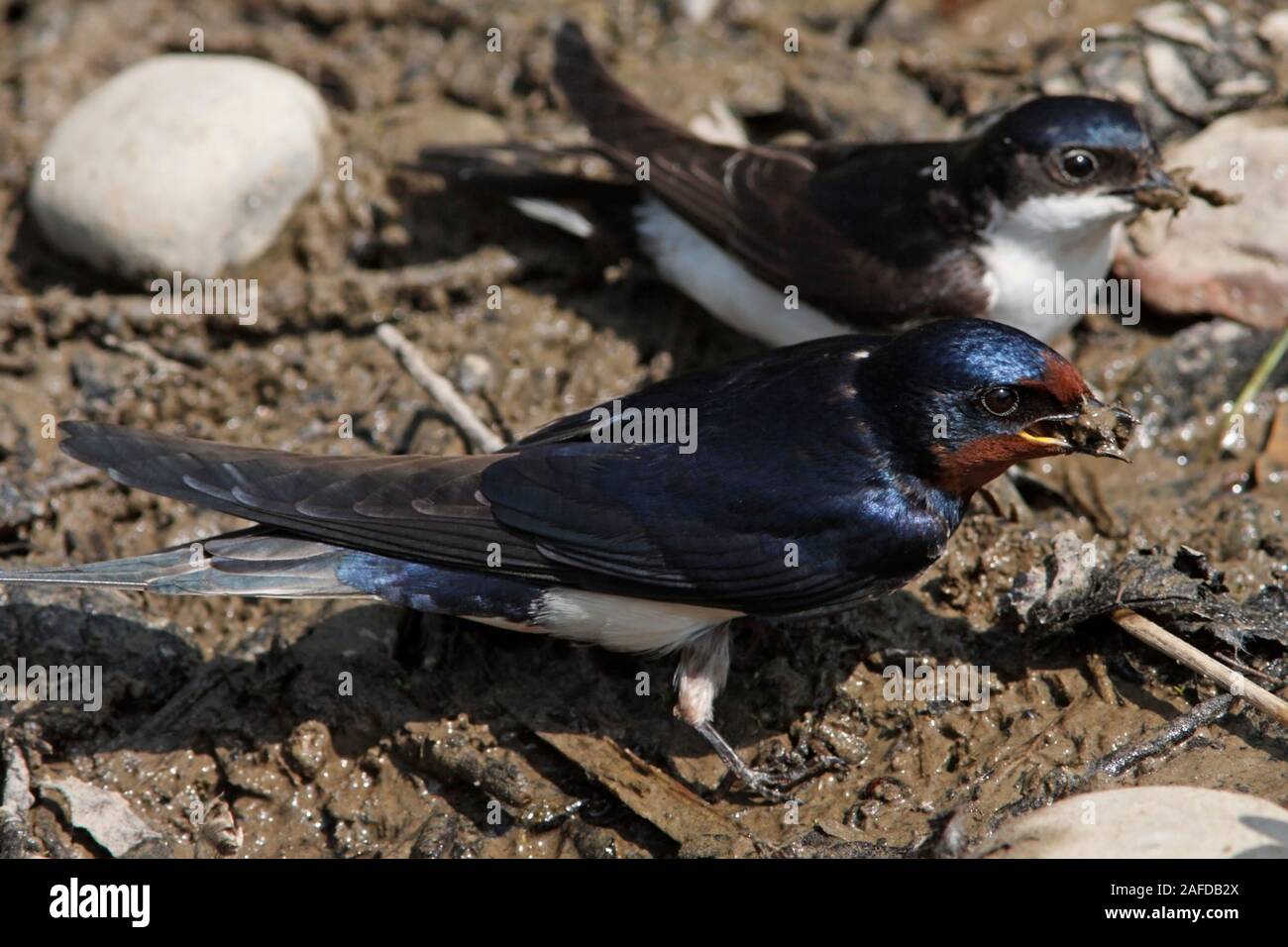 Bird swallow uk hires stock photography