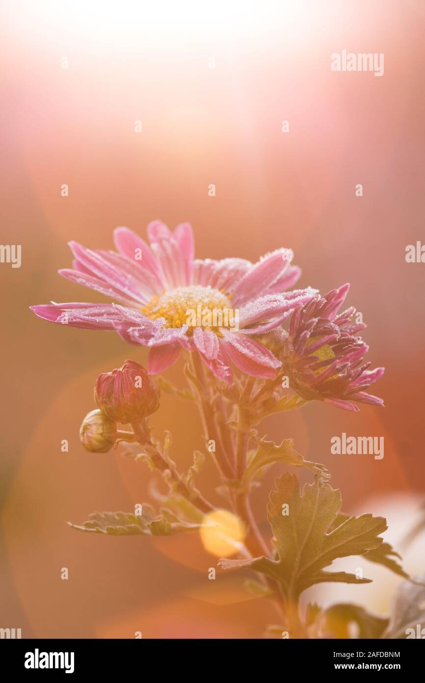 Meditation flower hires stock photography and images Alamy