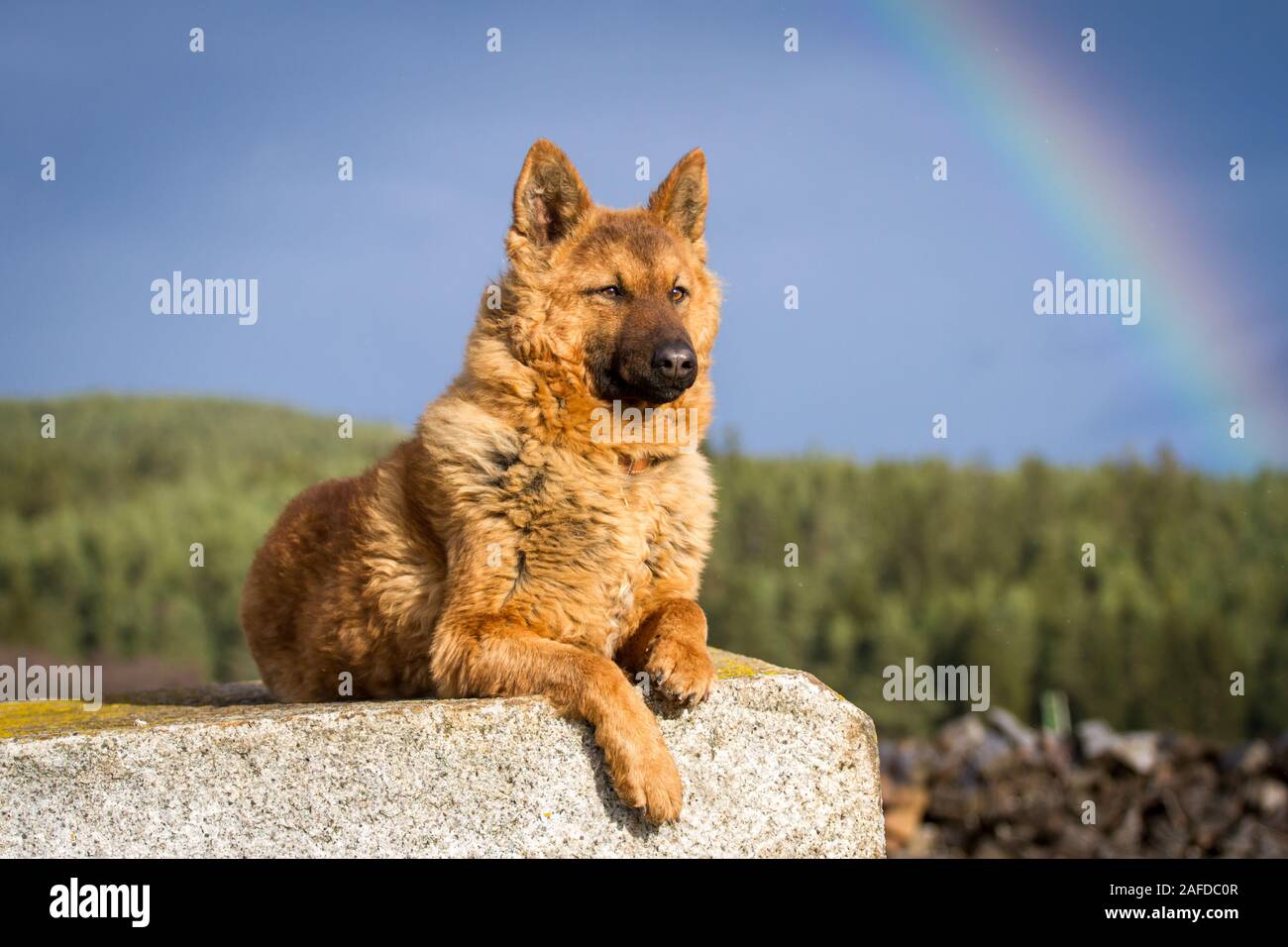 Westerwälder Kuhhund, Old German Sheepdog Stock Photo