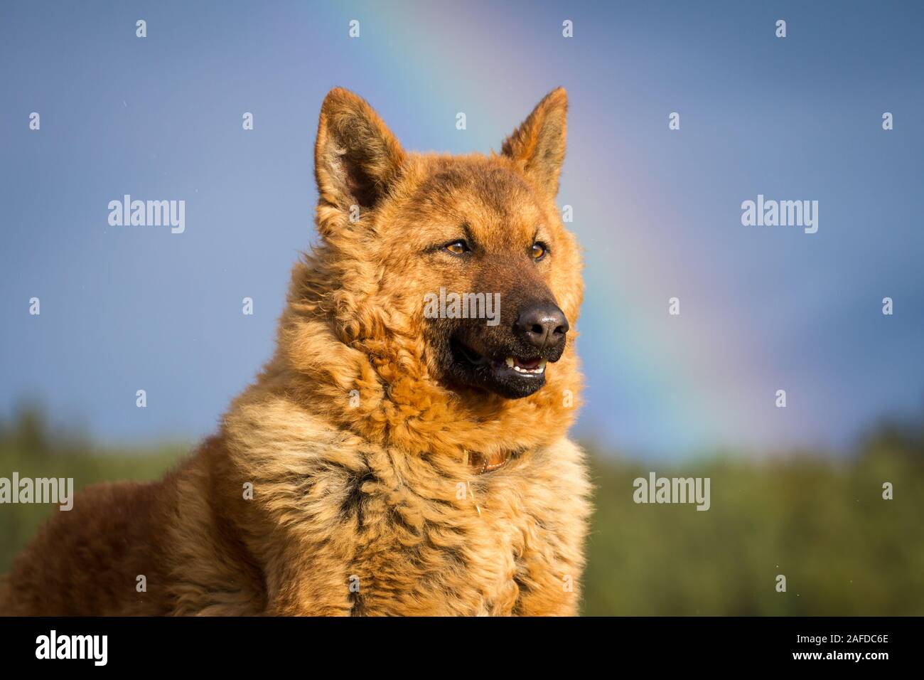 Westerwälder Kuhhund, Old German Sheepdog Stock Photo