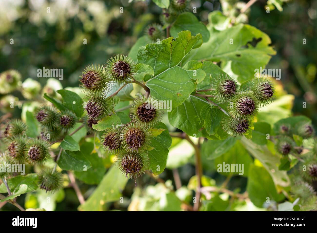 Wild velcro plant in detail Stock Photo - Alamy