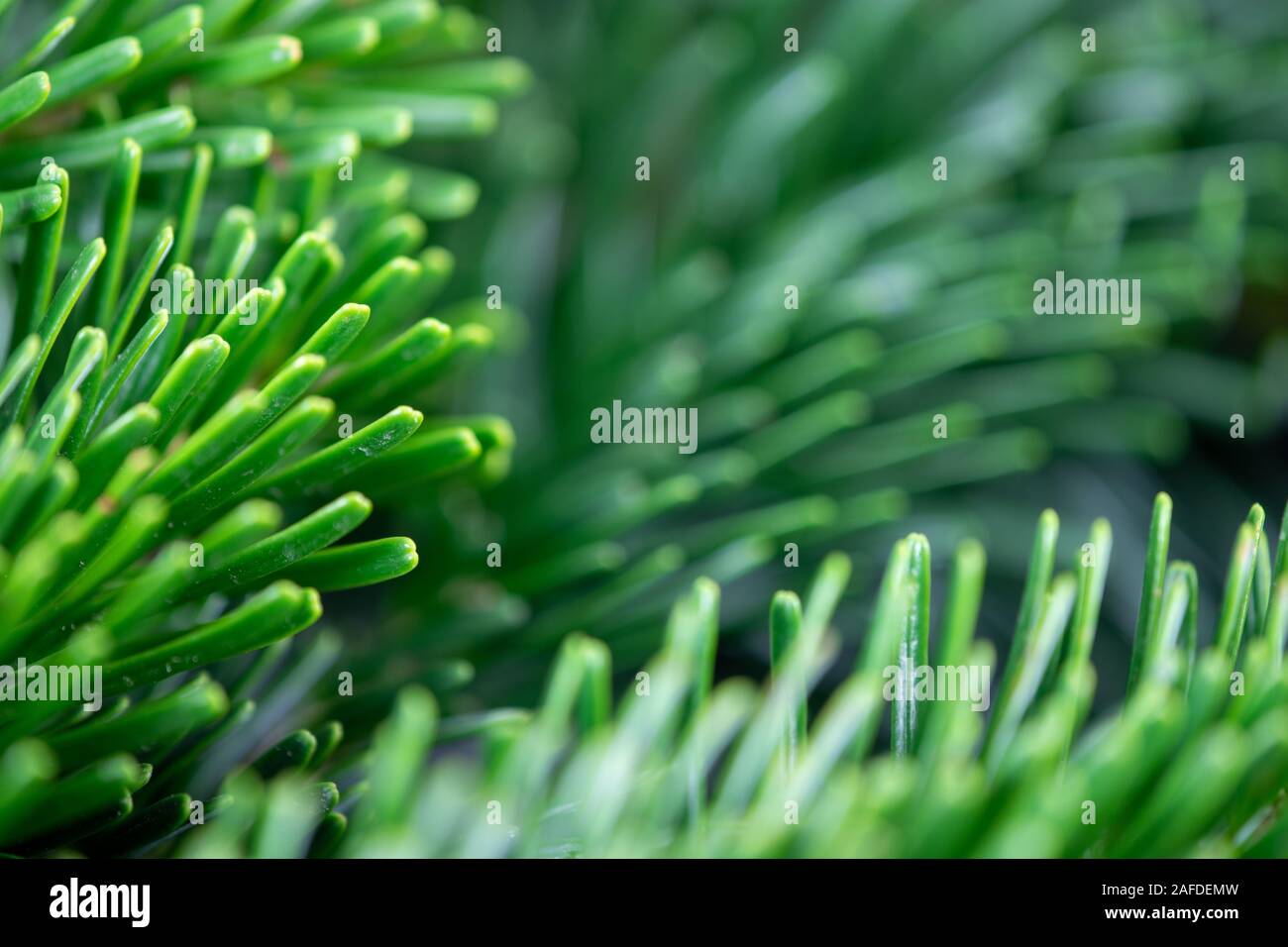 Christmas motif, texture, wallpaper, background with close-up of