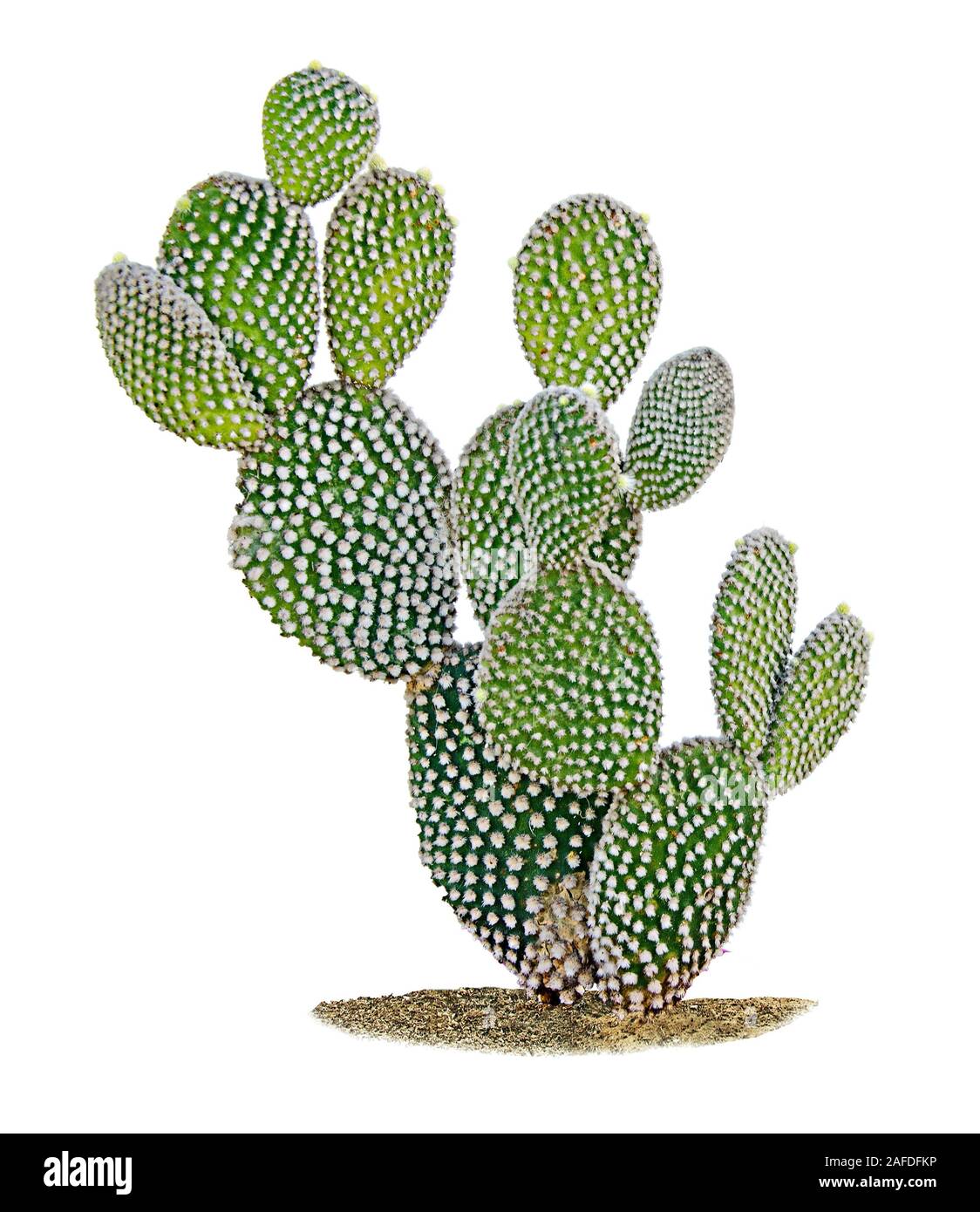 cactus isolated on white background Stock Photo - Alamy