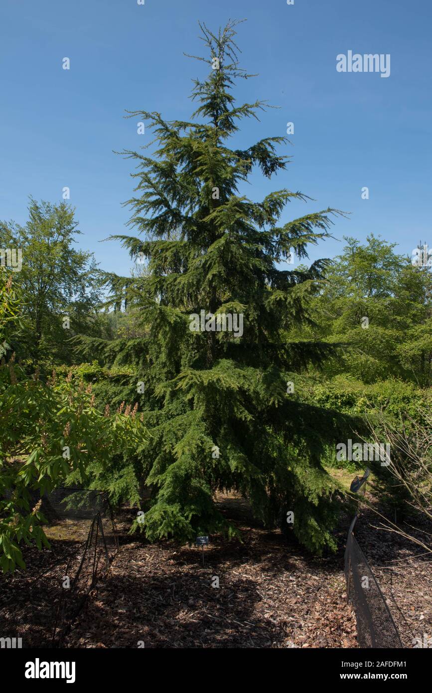 Foliage of the Evergreen Conifer Western Hemlock Tree (Tsuga heterophylla) with a Bright Blue Sky Background in a Woodland Garden Stock Photo
