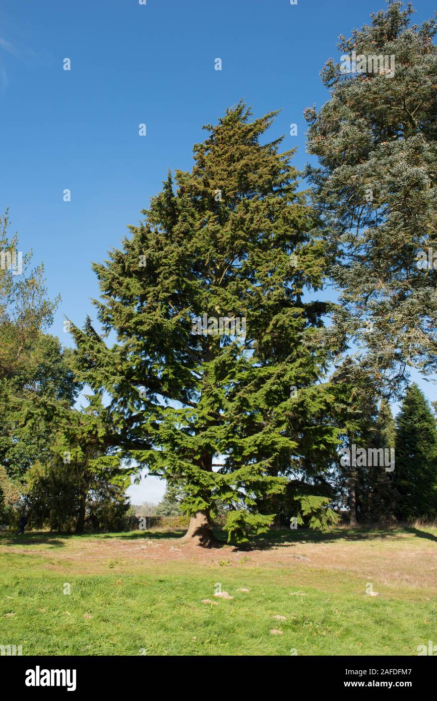 Foliage of the Evergreen Conifer Western Hemlock Tree (Tsuga heterophylla) with a Bright Blue Sky Background in a Woodland Garden Stock Photo