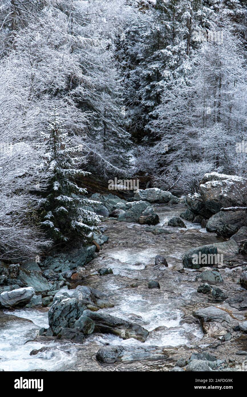 Pine trees covered by snow in Swiss Alps during winter time Stock Photo ...