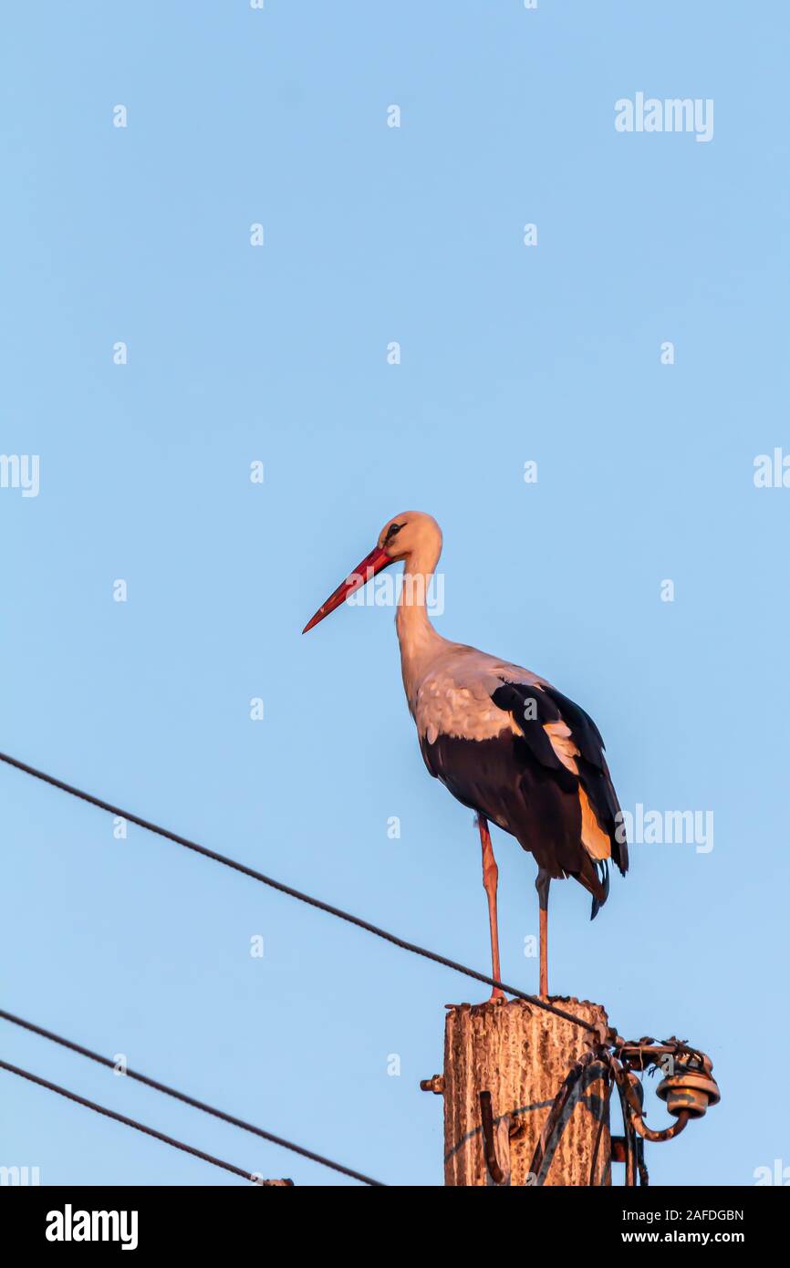 White stork, Ciconia ciconia, large bird, stork family Ciconiidae. Its plumage is mainly white, with black on its wings. Animalia, Chordata, Aves, Cic Stock Photo