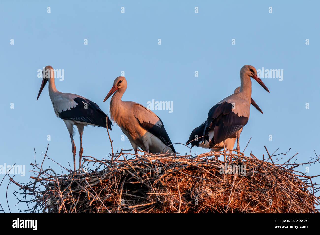 White stork, Ciconia ciconia, large bird, stork family Ciconiidae. Its plumage is mainly white, with black on its wings. Animalia, Chordata, Aves, Cic Stock Photo