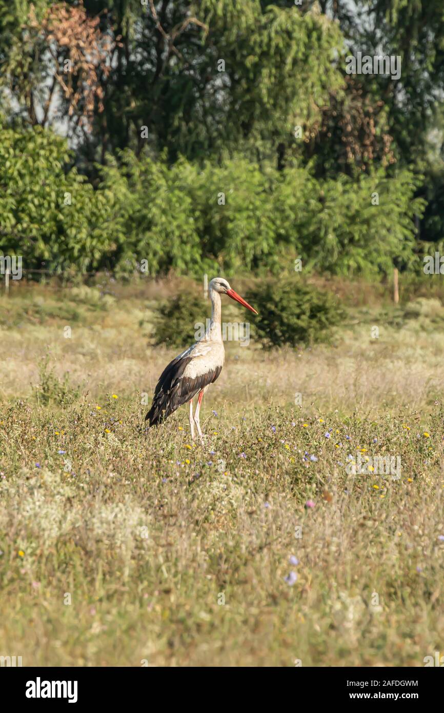 White stork, Ciconia ciconia, large bird, stork family Ciconiidae. Its plumage is mainly white, with black on its wings. Animalia, Chordata, Aves, Cic Stock Photo