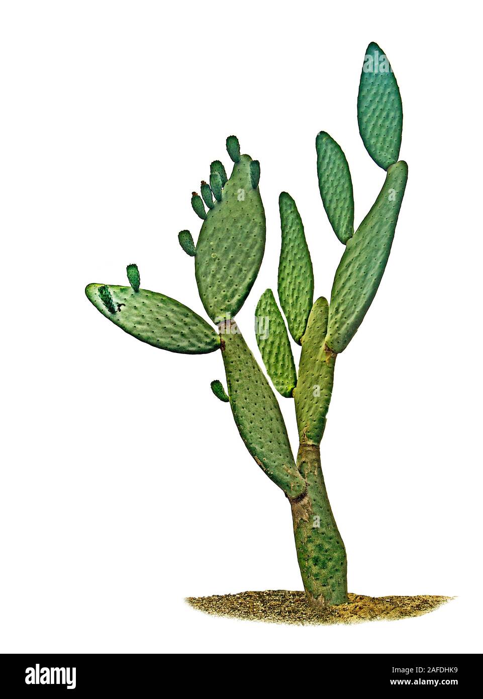 cactus isolated on white background Stock Photo - Alamy