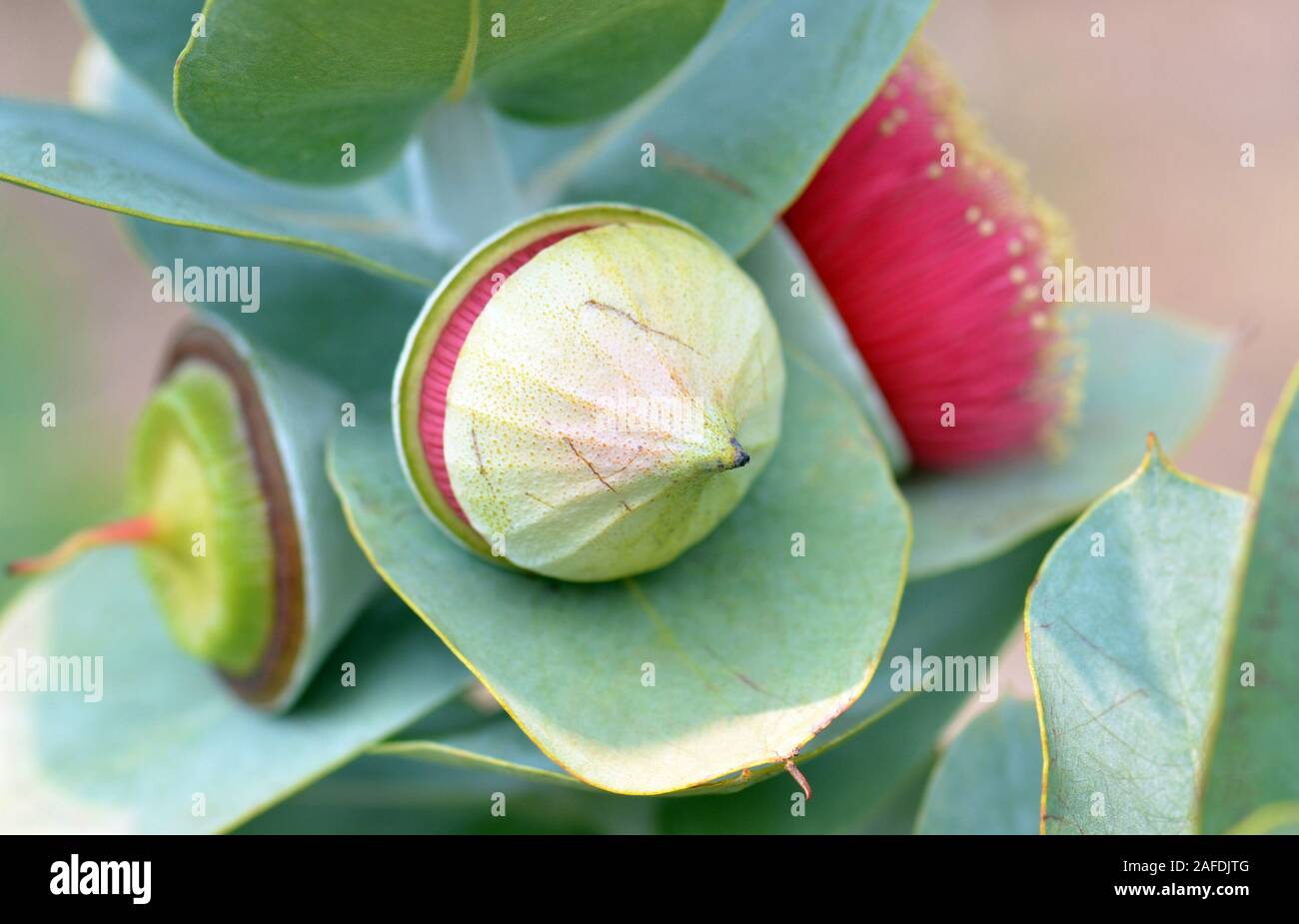 Large red blossom, bud, fruit and blue green foliage of the Australian native Mottlecah, Eucalyptus macrocarpa, family Myrtaceae. Endemic to Western A Stock Photo