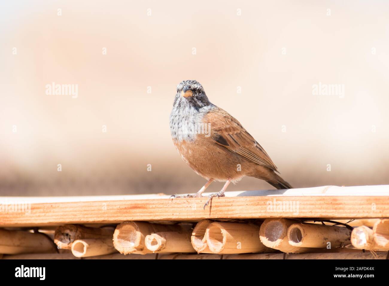 Close up of an adult House Bunting (Emberiza sahari) perched on a thin wooden ledge in the hot sun of Marrakesh, Morocco. Stock Photo