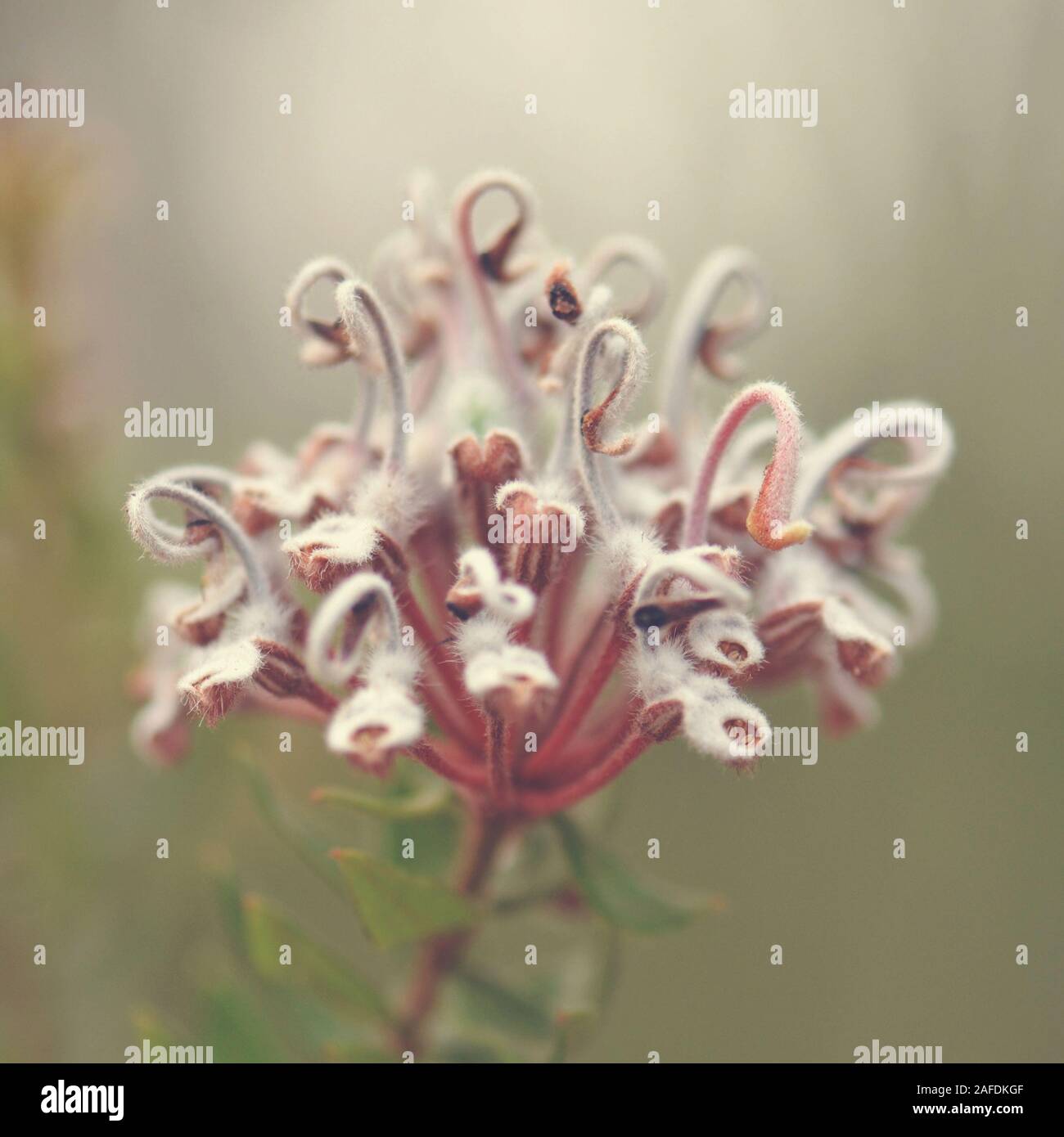 Australian native Grevillea buxifolia flower, family Proteaceae, Royal National Park, NSW, Australia. Shallow depth of field. Grey Spider Flower Stock Photo