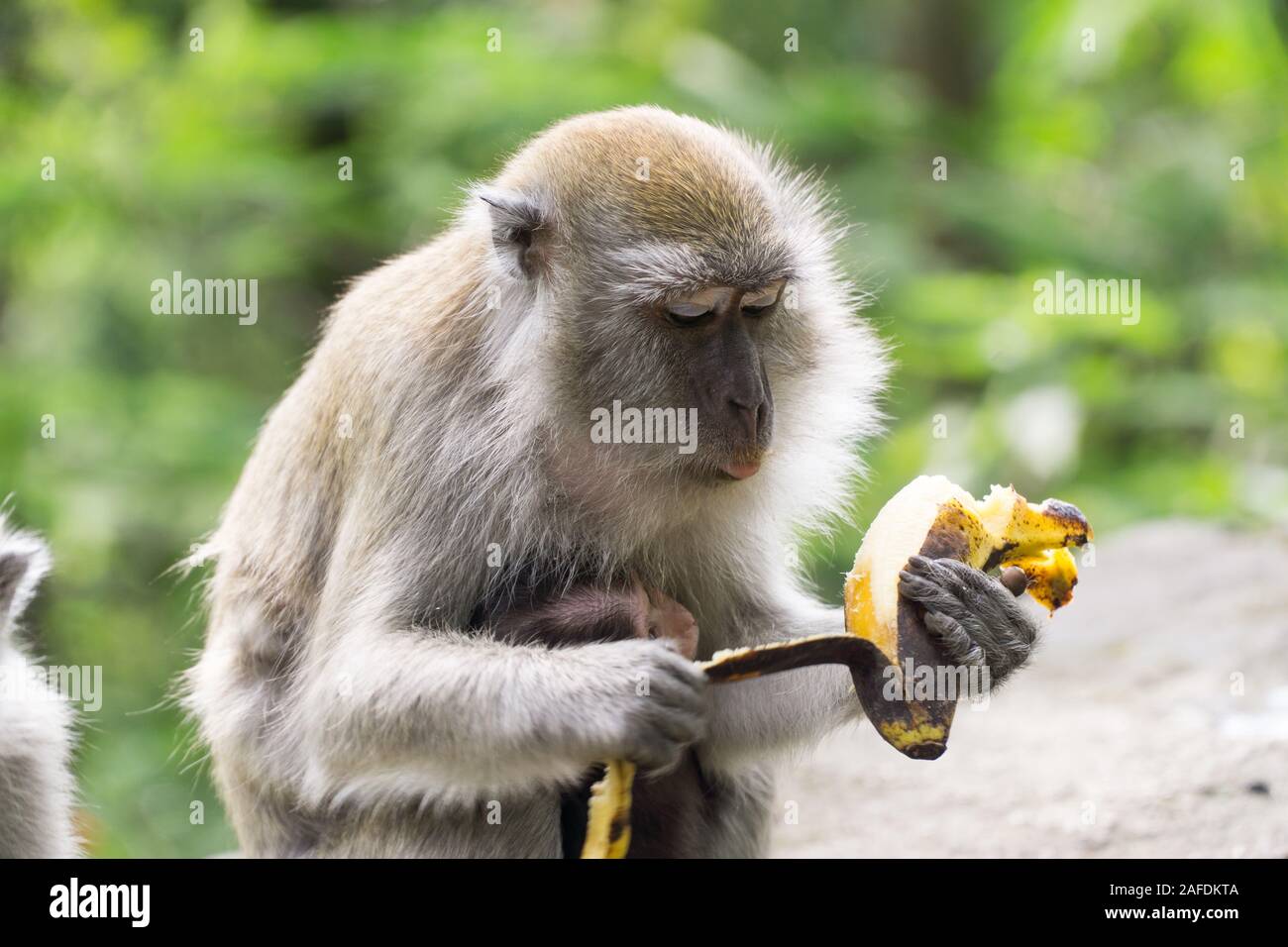 Wild crab eating macaque also known as long tailed macaque is eating
