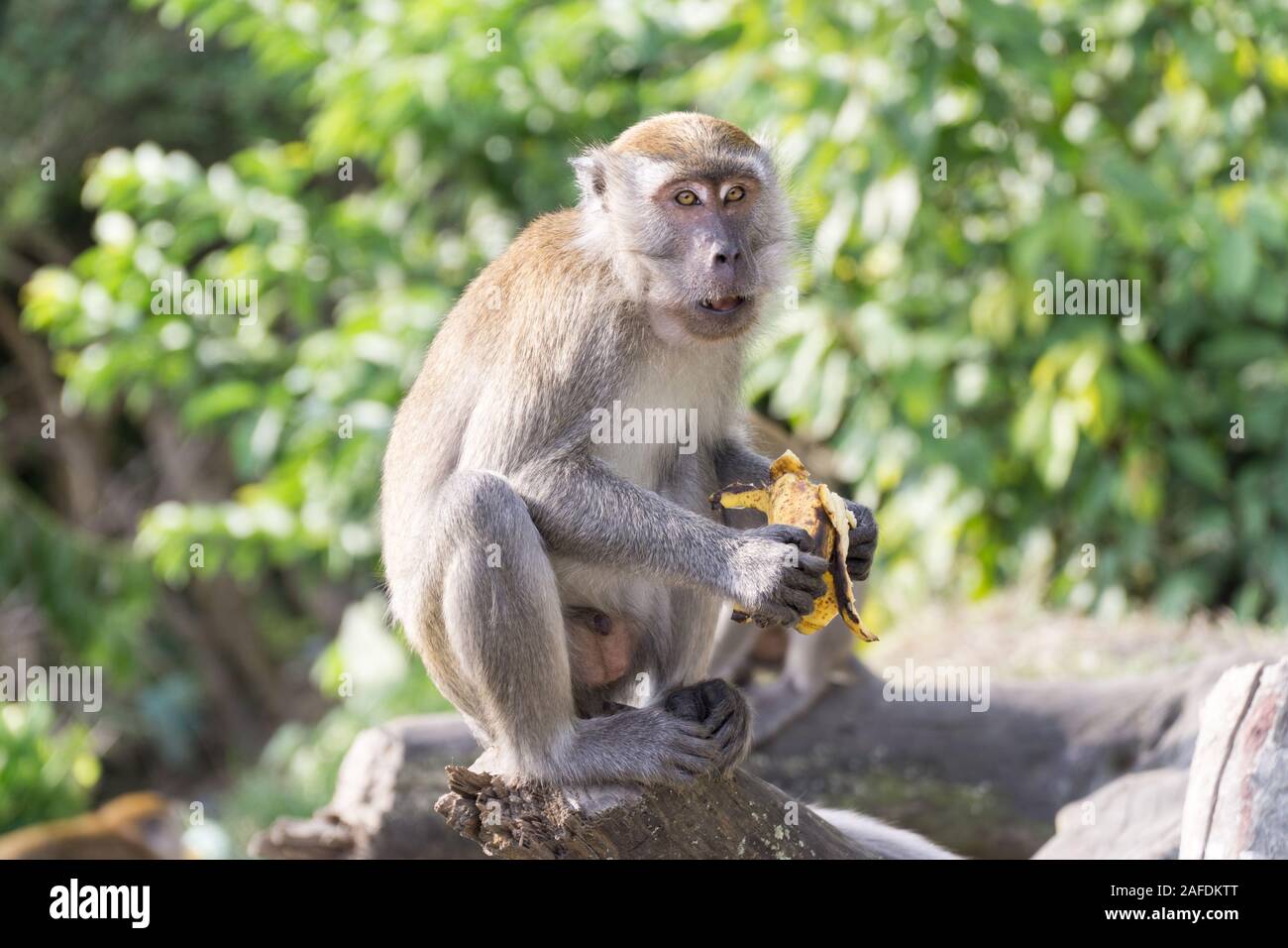 Wild crab eating macaque also known as long tailed macaque is eating
