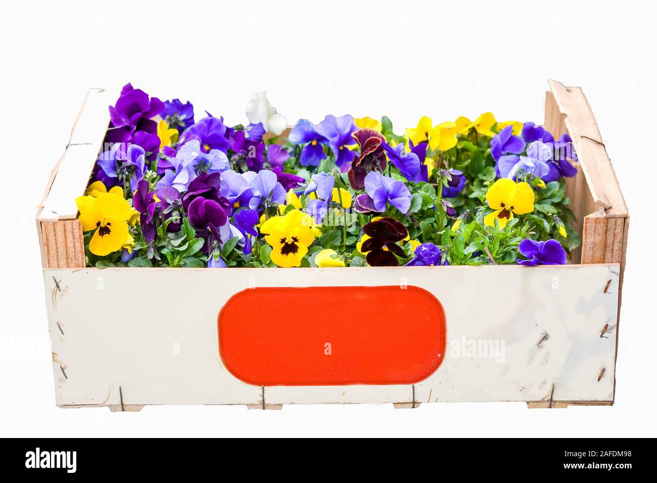 Purple and yellow pansies in a crate isolated on white Stock Photo