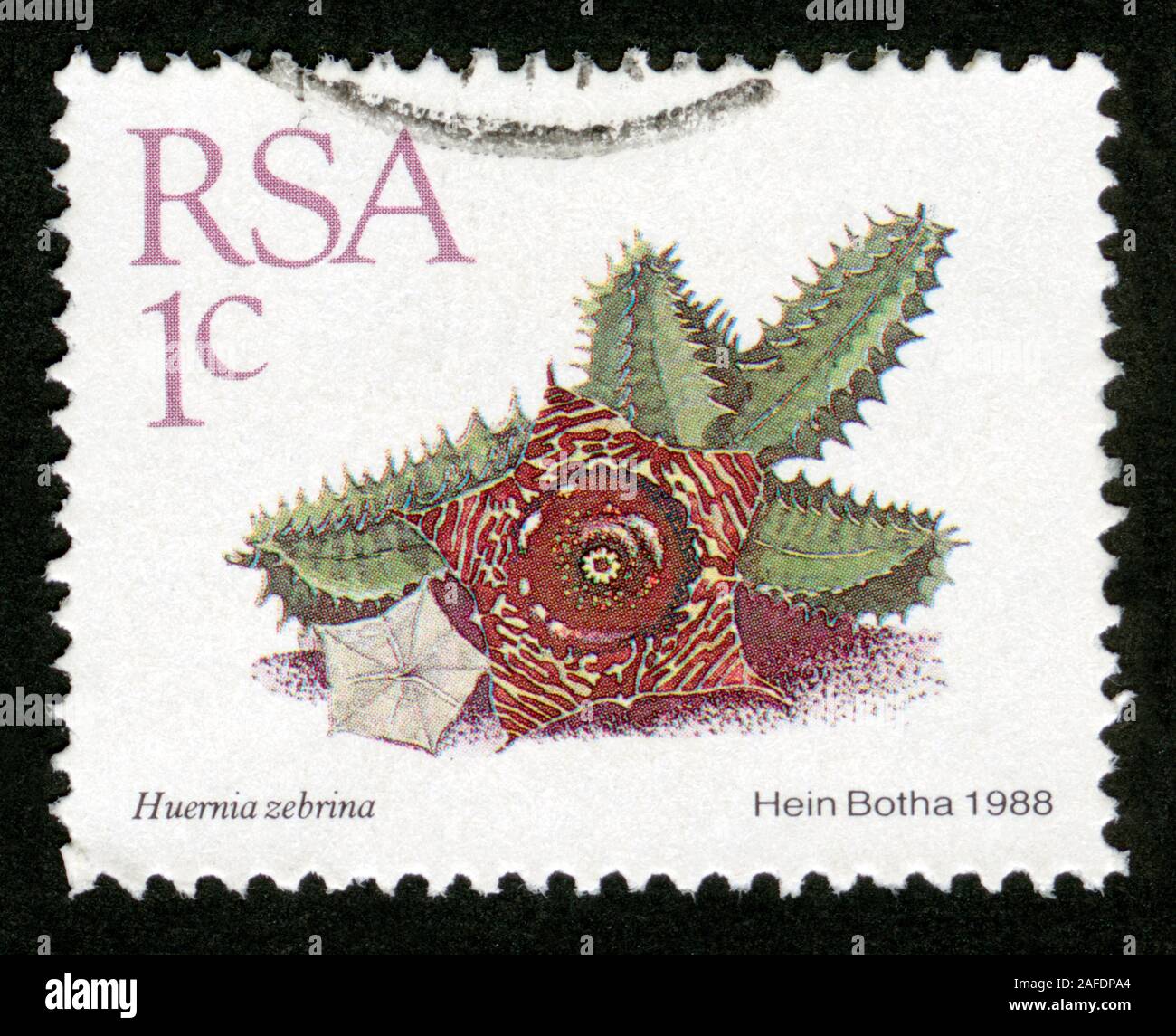 Stamp print in RSA,South Africa,flowers,Huernia zebrina Stock Photo