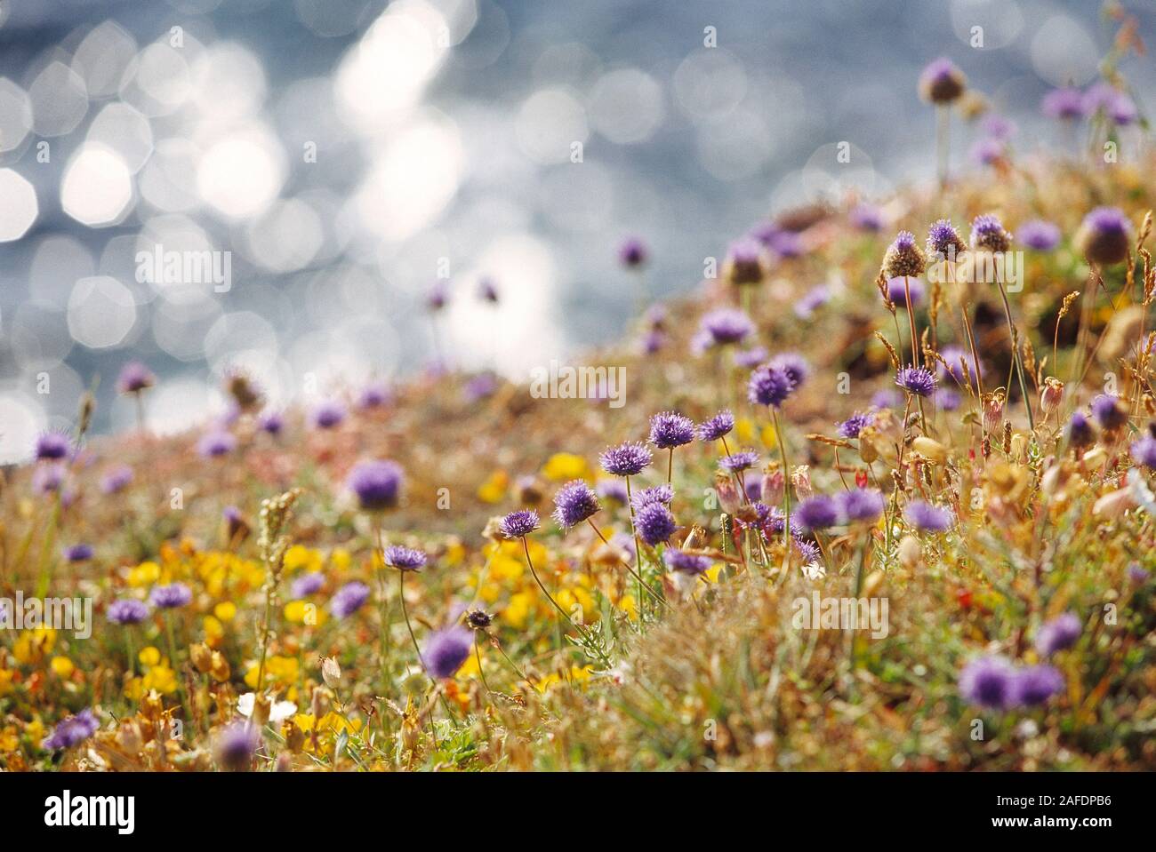 Wild flower channel island hires stock photography and images Alamy