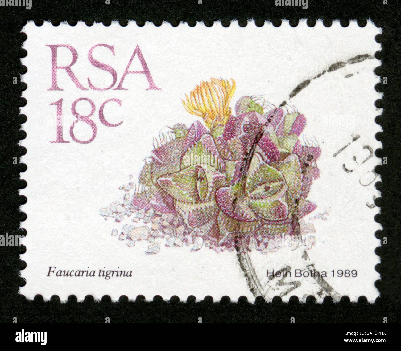 Stamp print in RSA,South Africa,flowers,Faucaria tigrina Stock Photo