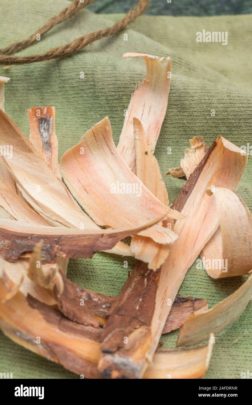 Fatwood tinder shavings from a Monteray Pine / Pinus radiata. Fatwood