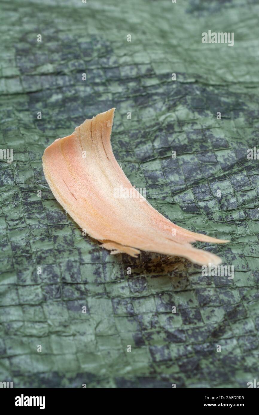 Single fatwood tinder shaving from Monteray Pine / Pinus radiata. Fatwood is flammable resinous wood material from fallen pine trees. Survival skills Stock Photo