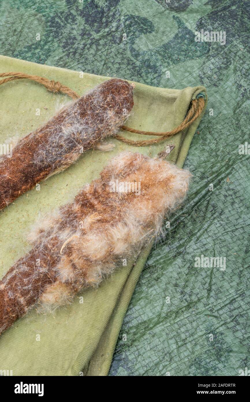 Fluffy seed head of Greater Reedmace / Typha latifolia aka Bulrush. The 'down' used tinder in emergency survival fire-lighting. Survival knowledge. Stock Photo