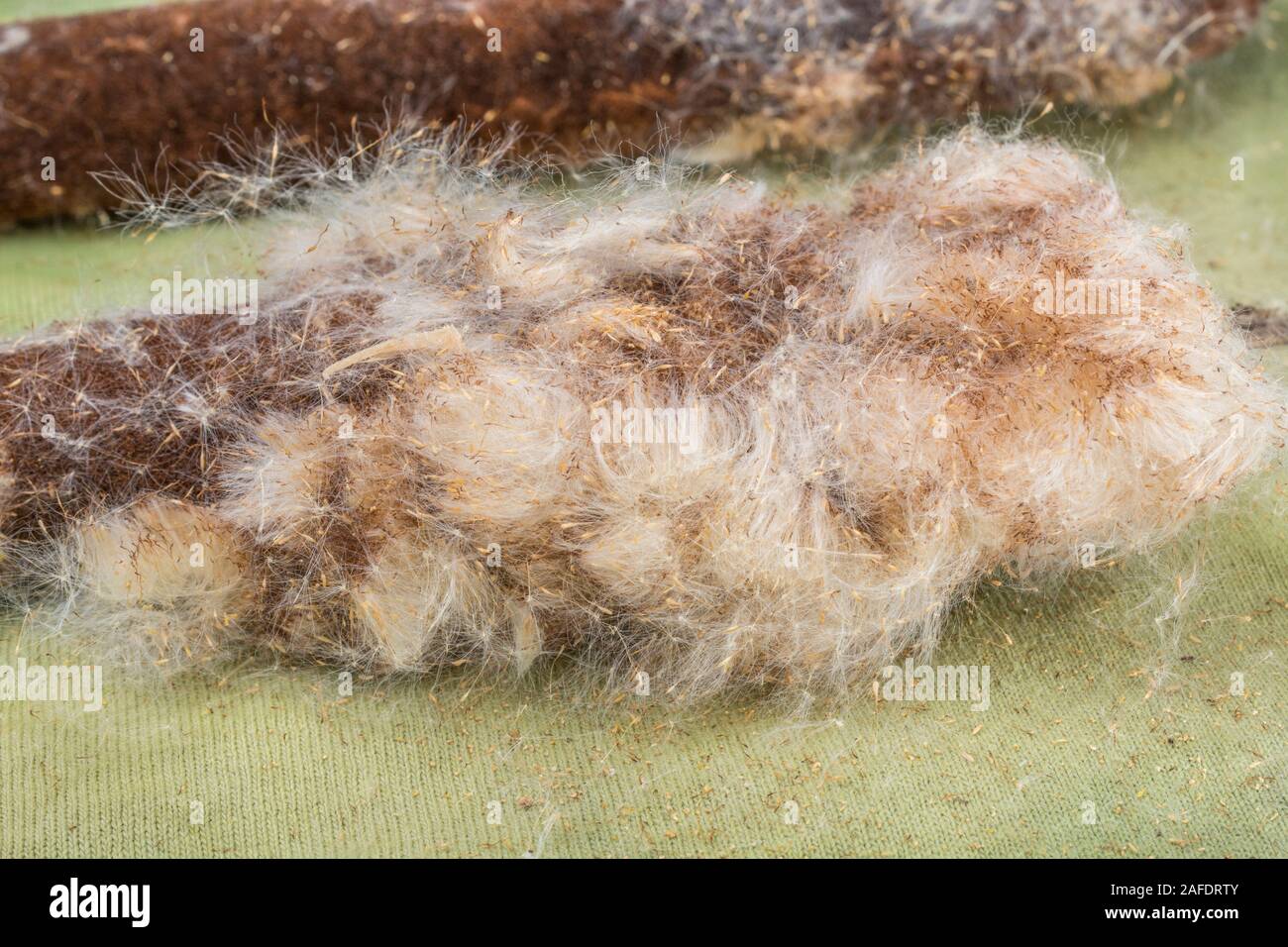 Fluffy seed head of Greater Reedmace / Typha latifolia aka Bulrush. The 'down' used tinder in emergency survival fire-lighting. Survival knowledge. Stock Photo