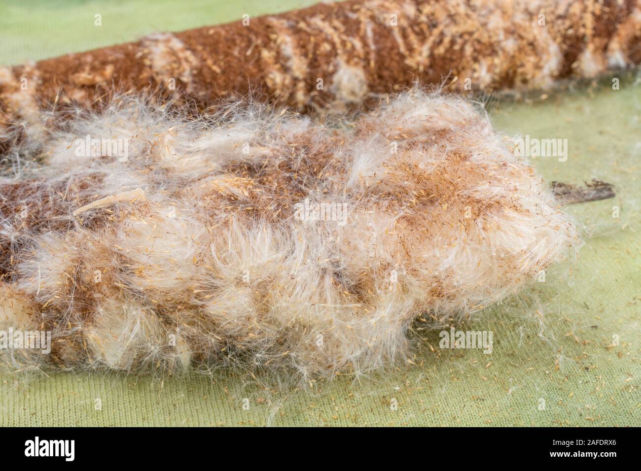 Fluffy seed head of Greater Reedmace / Typha latifolia aka Bulrush. The 'down' used tinder in emergency survival fire-lighting. Survival knowledge. Stock Photo